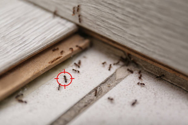 Best Ant Control Services  in Bakersfield, CA