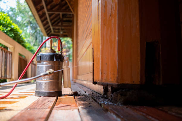 Wasp Removal Services in Bakersfield, CA